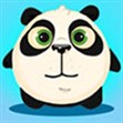 Panda bật cao