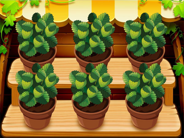 mia-lam-vuon-thu-hoach