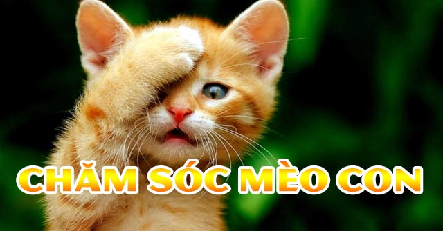 Chăm sóc mèo con