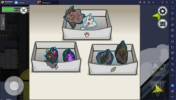 Sắp xếp mẫu vật