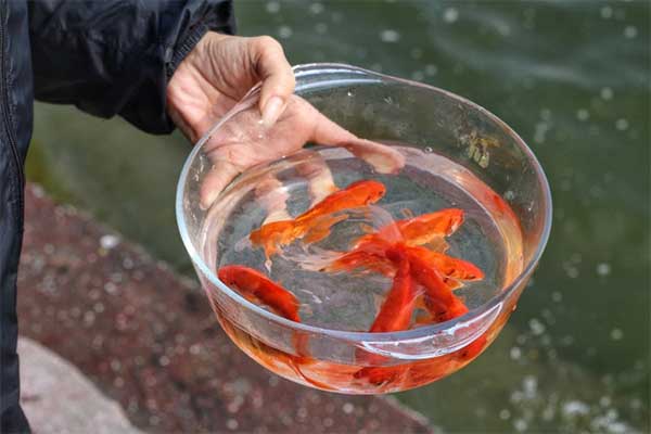 Thả cá chép tiễn ông Công ông Táo về trời