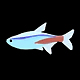 Hình Cá Neon Tetra