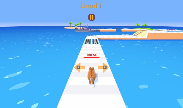 Huấn luyện mèo béo tập các bài thể dục