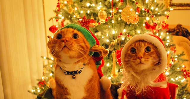 Vậy thì trẻ em phải treo bít tất ở đâu để được ông già Noel tặng quà?