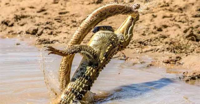 Giả sử bạn là cá sấu và bạn phát hiện có một con trăn cả gan dám xâm phạm lãnh thổ của mình. Bạn sẽ