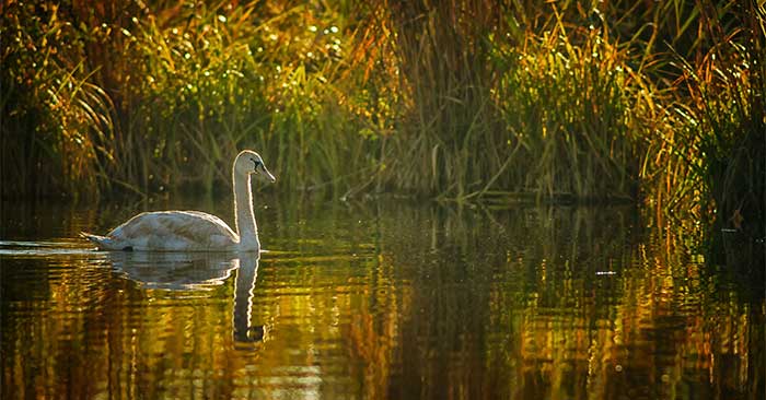 Loài mãnh thú nào sẽ đại diện cho bạn?