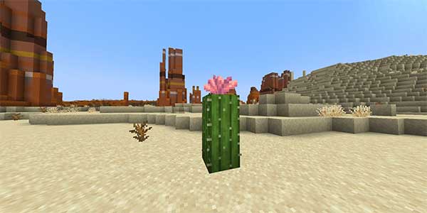 Cactus Flowers được sử dụng để làm gì trong Minecraft