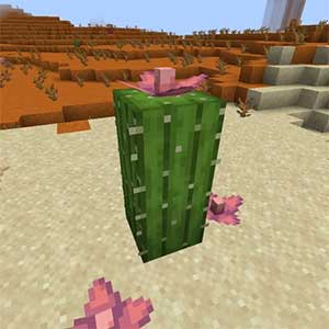 Minecraft: Tất cả những gì game thủ cần biết về Cactus Flowers