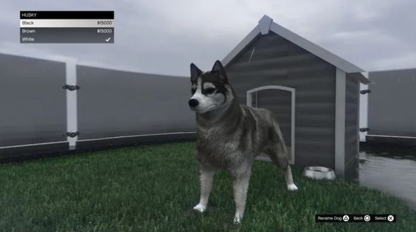 Cách thay đổi giống chó và đổi tên cho chú chó của bạn trong GTA Online